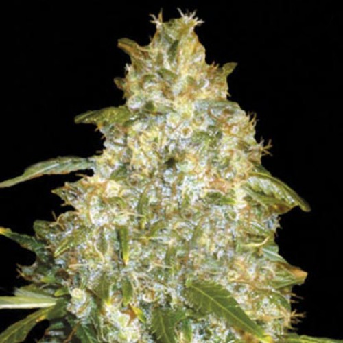 Auto Good Wild Shark Feminised seeds