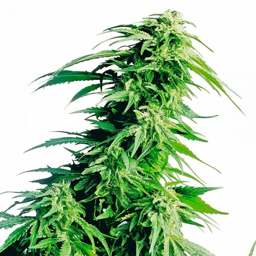 Auto Hindu Kush Feminised seeds