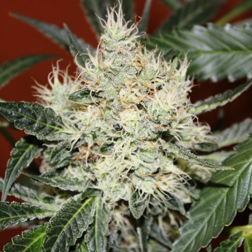 Auto Kali's Mistery Feminized seeds
