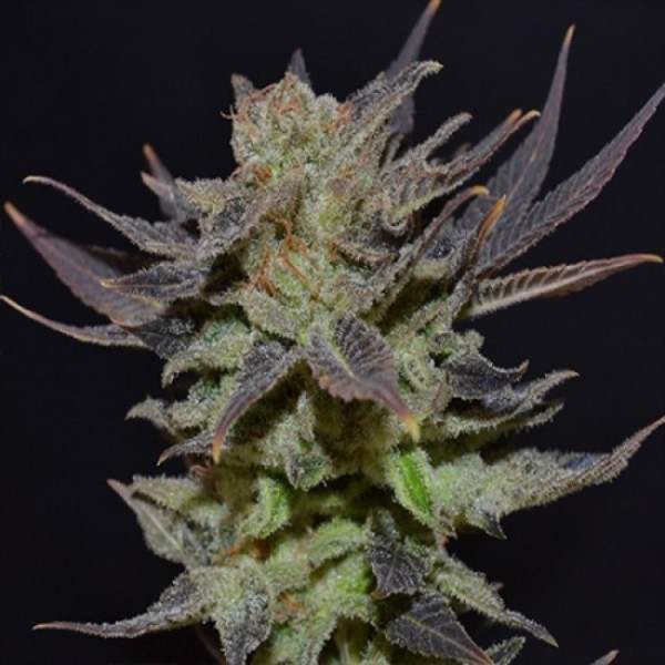 Auto Lavender Best Feminised seeds