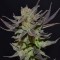 Auto Lavender Best Feminised seeds