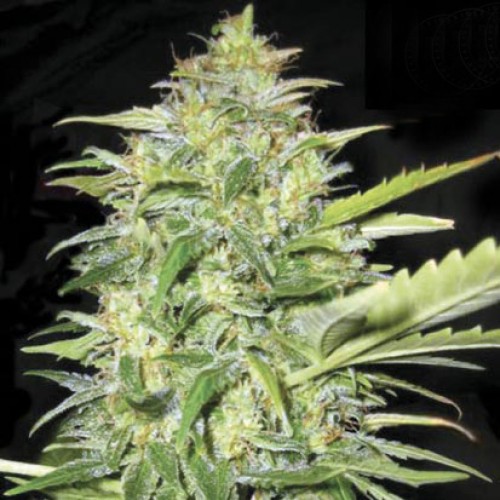 Auto Lime Skunk Feminised seeds
