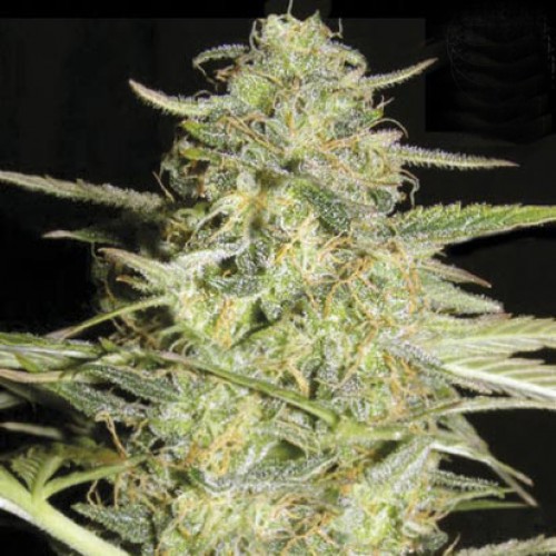 Auto Loveryder Feminised seeds