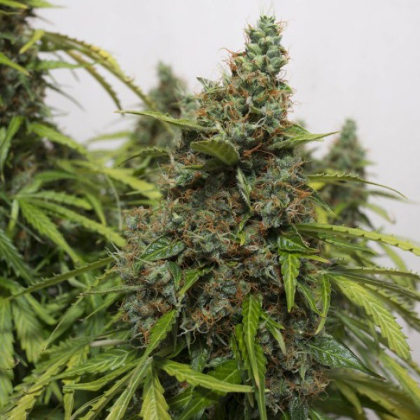 Auto Mazar Extra Feminised seeds