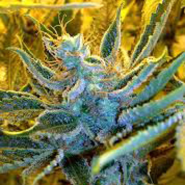 Auto NBA Diesel Feminised seeds