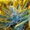 Auto NBA Diesel Feminised seeds
