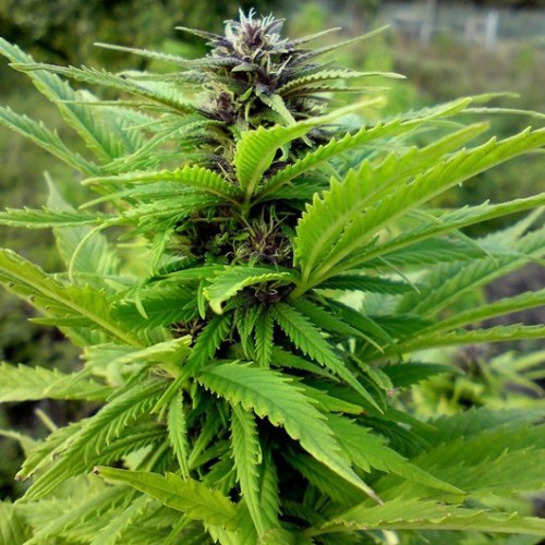 Auto Original Orange Bud Feminised seeds