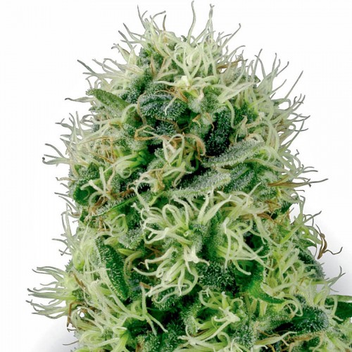 Auto Perfect Power Plant Feminised seeds