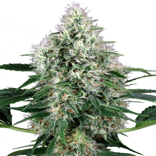 Auto Perfect Power Plant Feminised seeds