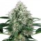Auto Perfect Power Plant Feminised seeds