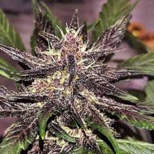 Auto Psychedelic Feminised seeds