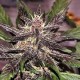 Auto Psychedelic Feminised seeds Auto Psychedelic Feminised seeds