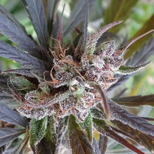 Auto Psychedelic Feminised seeds