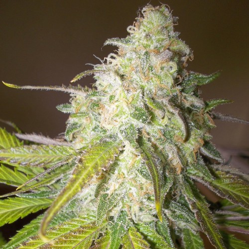 Auto Sour Diesel Feminised seeds