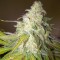 Auto Sour Diesel Feminised seeds