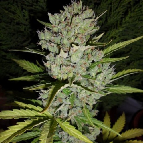 Auto Special Skunk Feminised seeds