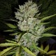 Auto Special Skunk Feminised seeds