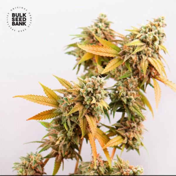 Auto Sunmango Feminised seeds