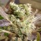 Auto Sunmango Feminised seeds