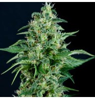 Auto Sweet Tooth Feminised