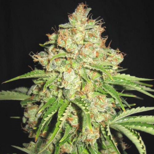 Auto White Prussian Feminised seeds