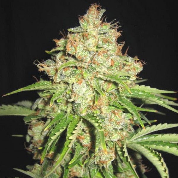 Auto White Prussian Feminised seeds