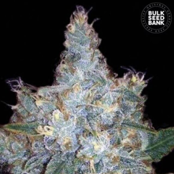 Auto Blueberry Berry Feminised seeds