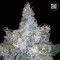 Auto Blueberry Berry Feminised seeds