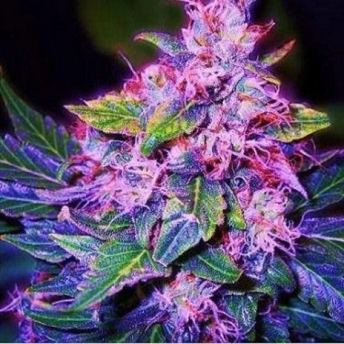 Auto Blueberry Berry Feminised seeds