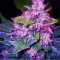 Auto Blueberry Berry Feminised seeds