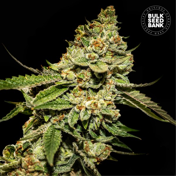 Bruce Banner #5 Feminised