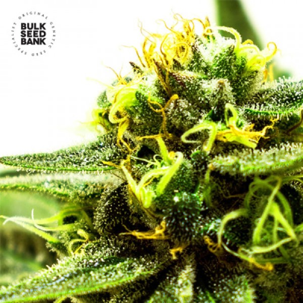 CBD Nepal Gold Feminised