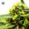 CBD Nepal Gold Feminised
