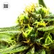 CBD Nepal Gold Feminised CBD Nepal Gold Feminised