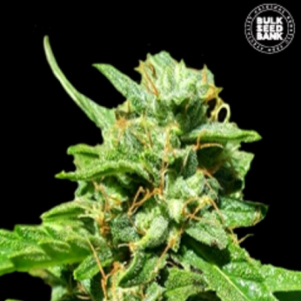 CBD Nepal Gold Feminised