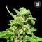 CBD Nepal Gold Feminised