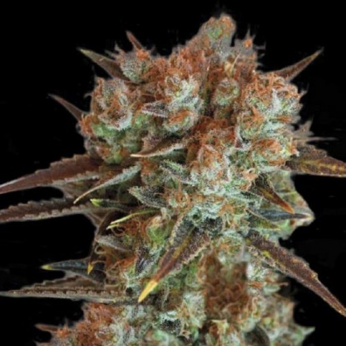 Caramel King Feminised seeds