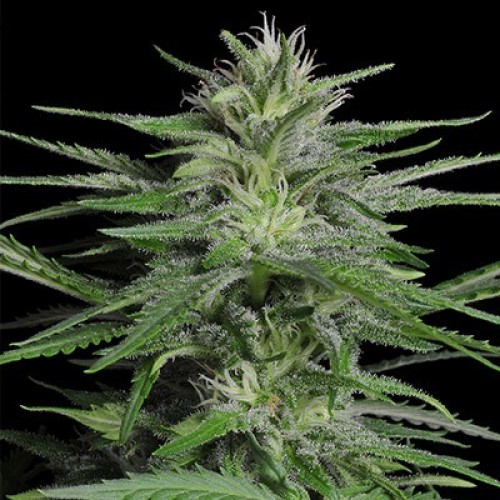 Auto Chronical Feminised seeds