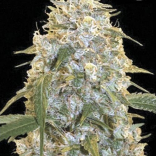Cocopopo Feminised seeds