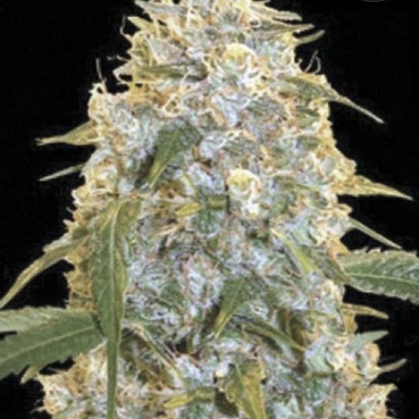 Cocopopo Feminised seeds