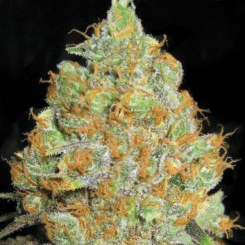 Critical Mass Feminised seeds