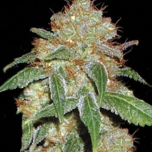 Dark Domina Feminised seeds