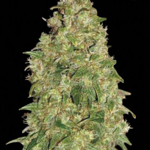 Dubai Poison Feminised seeds