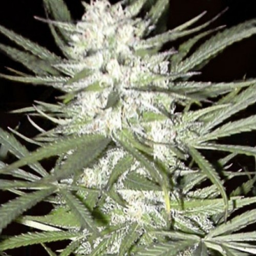 Early Top Skunk Feminised seeds