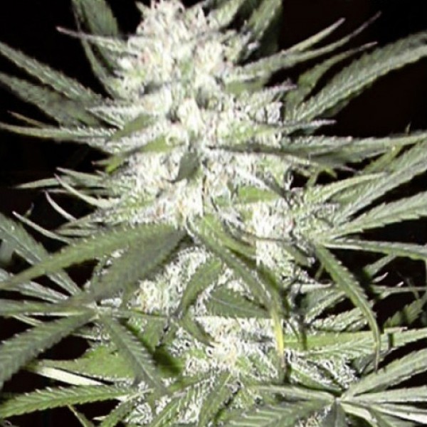 Early Top Skunk Feminised seeds