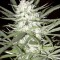 Early Top Skunk Feminised seeds