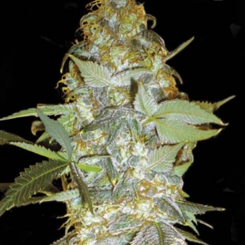 Euforia Special Feminised seeds