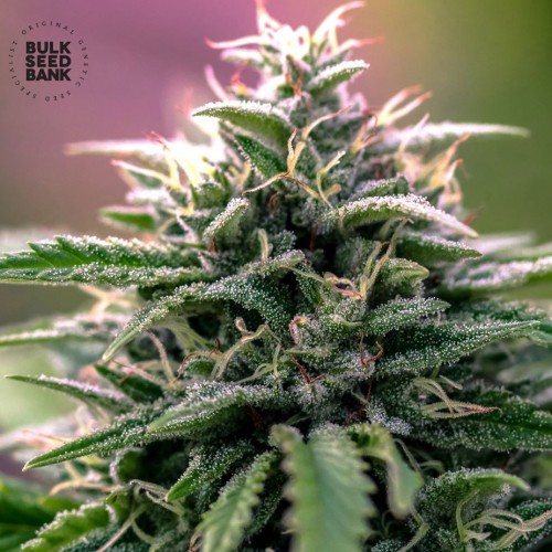 CBD Good Wild Shark Feminised