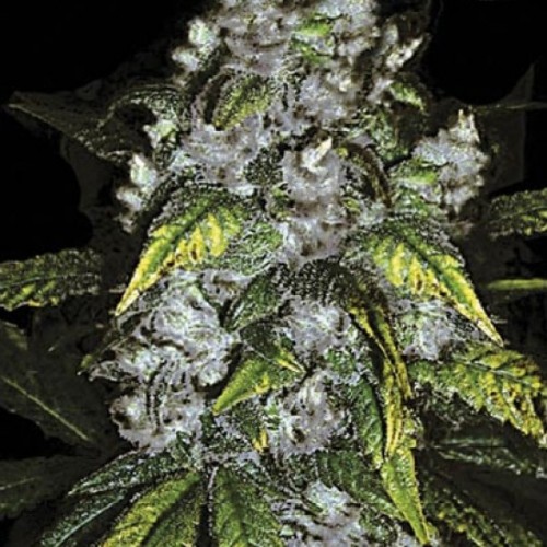 Good Wild Shark Feminised seeds
