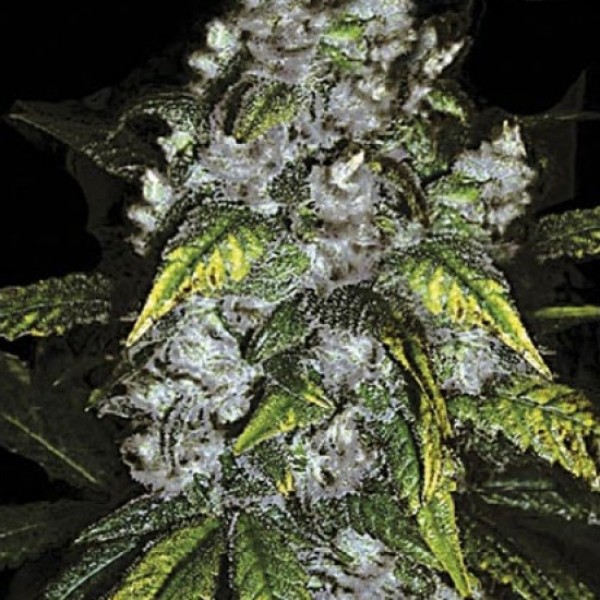 Good Wild Shark Feminised seeds
